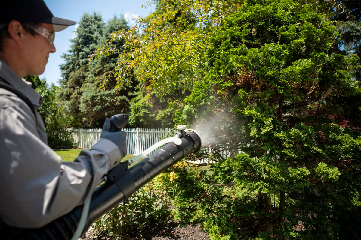 Is Yard Mosquito Control Safe if You Have Dogs?